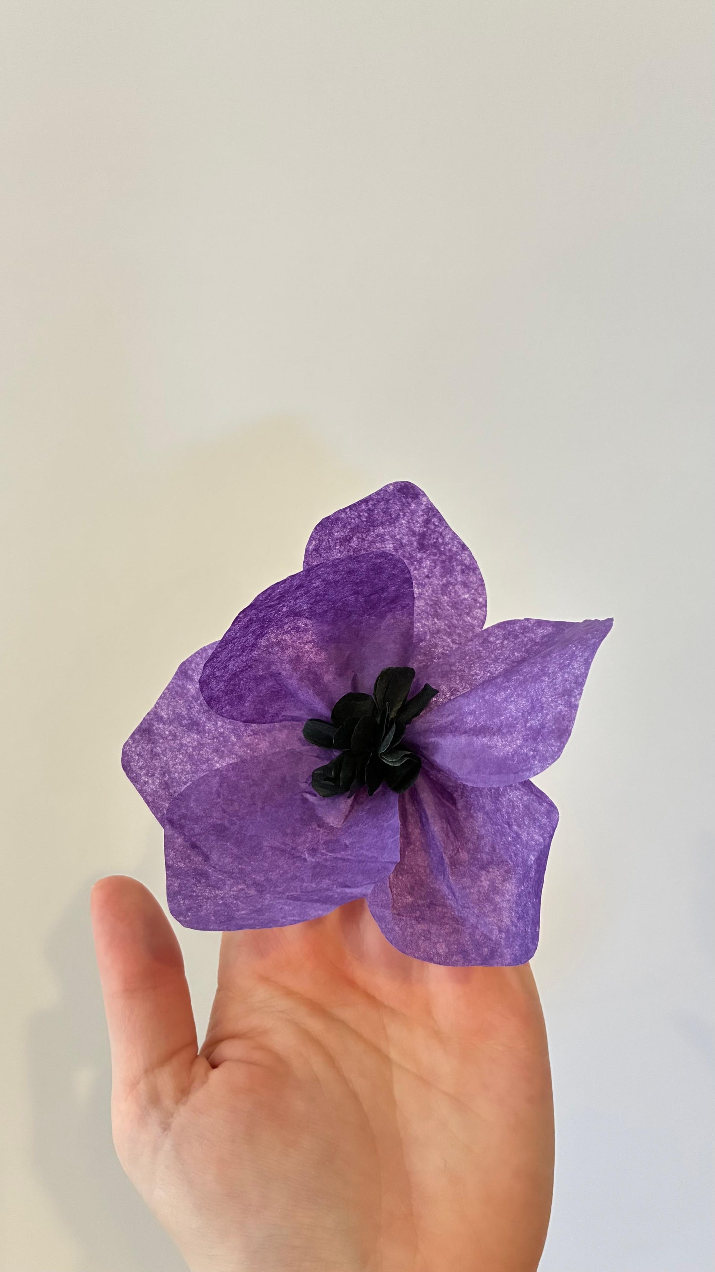 Petite anémone